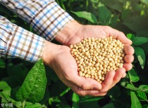 11月USDA大豆供需报告解读：市场反应与后市展望