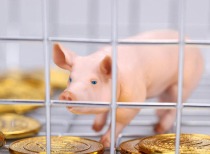 猪价“十元破位” 上市猪企2月出栏数据已披露